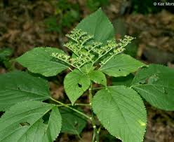 Image result for Laportea alatipes