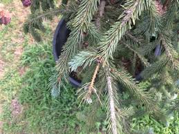I've been watering the tree every few days or more often when the soil feels mostly dry. Browning Branches On Picea Engelmannii Blue Magoo