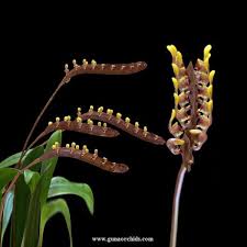 Image result for Bulbophyllum falcatum