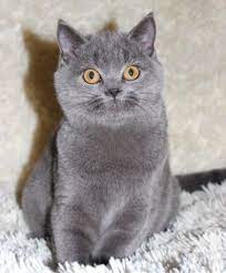 Scottish Straight Blue Kitten Beautiful Cats Kitten Cats