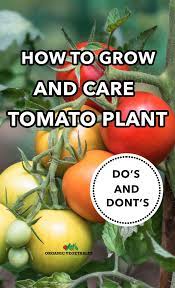 Tomato Plant Care Growing Tips Do S And Don Ts Tomato Plant Care Tomato Plants Plant Care