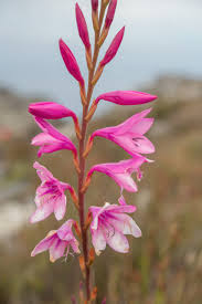 Image result for Watsonia borbonica