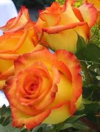 It would be helpful if you gave more information. Pin By Nanny Nee On Talk Of Roses Beautiful Roses Flowers Beautiful Flowers