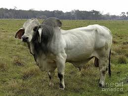 Brahman bull in avaré, brazil. Brahma Bull Wall Art Fine Art America