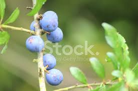 Blackthorn is botanically a small plum tree. Sloe Berries Growing On Hedgerow Tree Blackthorn Fruit Prunus Stock Photos Freeimages Com