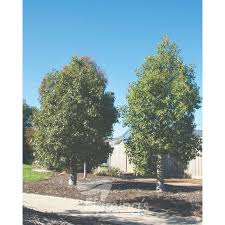 Image result for Brachychiton