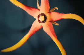 Image result for Ceropegia incana