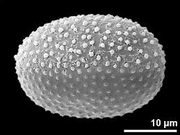 Image result for Stanfieldiella imperforata