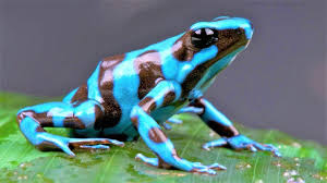 249 Cute And Funny Frog Names Animal Hype Frogs are amphibians featured in many muppet productions. 249 cute and funny frog names animal hype
