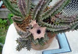 Image result for Huernia longituba