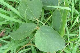 Image result for Calopogonium mucunoides