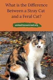 There Are A Few Different Words We Tend To Use To Describe Cats We See Outdoors Stray Feral Community Street And Free Roaming Le Feral Cats Cats Stray Cat