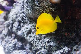 Buy finding nemo disneyana mugs and get the best deals at the lowest prices on ebay! 12 Fishy Facts For Back To School With Dory Nemo St Andrews Aquarium