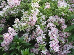 Image result for eustoma Balboa