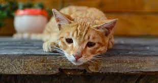 He needed a glucose drip to. Chronic Kidney Disease In Cats Pdsa