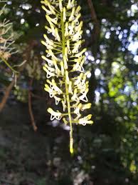 Image result for Macadamia aff. integrifolia