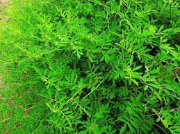 Image result for Indigofera hololeuca