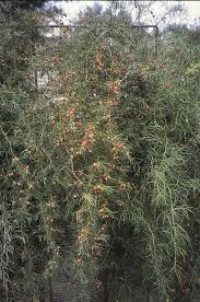 Image result for Asparagus devenishii