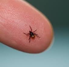Borreliose Was Macht Man Bei Einem Zeckenbiss Welt