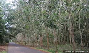 The name itself means bamboo river in the malay language. Malaysiakini Mp Umno Disoal Lulus Projek Baru Rm100 Juta Lepas Dilantik Glc