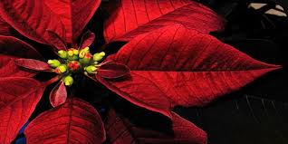 Myth Or Reality Are The Beautiful Christmas Poinsettia Plants Poisonous Read To Know Poinsettia Plant Poinsettia Plants