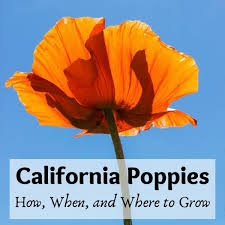 California poppy is an iconic flower of california, 59 becoming the state flower in 1903 and appearing on the numerous scenic route signs. How When And Where To Grow Spectacular California Poppies Dengarden
