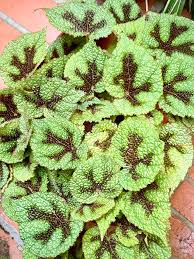 Get to know your apple watch by trying out the taps swipes, and presses you'll be using most. Min S Garden Begonia Masoniana The Iron Cross Begonia Facebook