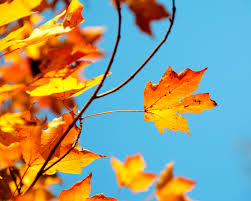 Outside the tropics, autumn marks the transition from summer to winter, in september. Long Hot Summer Means That Autumn Has Come Early And Could Be Shorter Forestry England