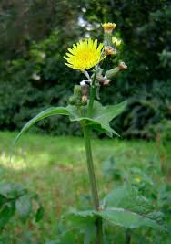 Image result for Sonchus oleraceus