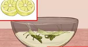 Is there a home remedy that will get rid of them? How To Get Rid Of Grasshoppers 6 Steps With Pictures Wikihow