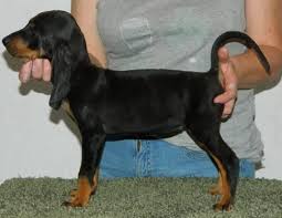 Ukc bluetick coonhound puppies for sale. Bluetick Coonhound Puppies For Sale North Carolina