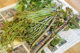 失敗したり美味しかったりの山菜料理 グルグルつばめ食堂