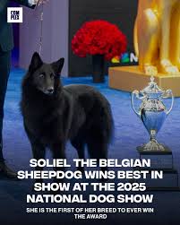 She outperformed literally every dog in the building 🥹 On Thanksgiving  Day, Soliel was named Best in Show at the 2025 National Dog Show, beating  more than 2,000 dogs from over 200