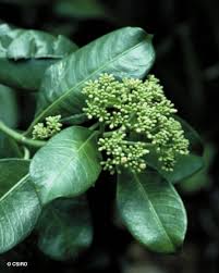 Image result for Psychotria ceratoloba