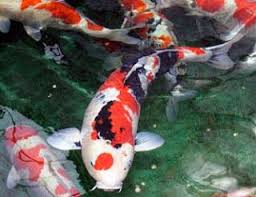 Cara Budidaya Ikan Koi Kolam Terpal Dapat Untung Lebih Koi Pond Koi Carp Koi