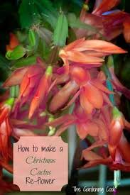 If you want to reduce puffiness or fluid retention, you can also use epsom salt and it works great! 29 Schlumbergera Or Zygocactus Ideas Christmas Cactus Holiday Cactus Zygocactus