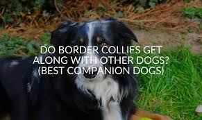 Do Border Collies Get Along With Other Dogs Best Companion Dogs Jubilant Pups