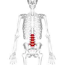 Characteristic of the vertebrate form, the human body has an internal skeleton that includes a backbone of vertebrae. The Lumbar Spine Joints Ligaments Teachmeanatomy