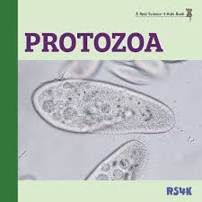 Image result for Protozoa
