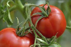 Tomato berasal dari benua amerika, iaitu di amerika tengah, selatan dan selatan amerika utara dari mexico ke peru. Khasiat Tomato Dan Petua Merawat 18 Jenis Penyakit