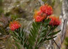 Image result for Plectranthus chimanimanensis