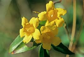 Image result for Gelsemiaceae