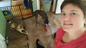 Flydog Family Dog Training