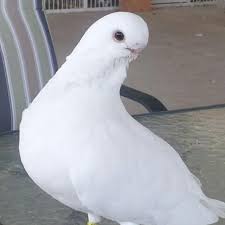 Nur Kholis Adli Kullanicinin Pigeon Panosundaki Pin Kus Kus Sanat Ve Hayvan
