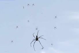 Check spelling or type a new query. Banana Spider Size Bite Poisonous Web Pictures Pestbugs