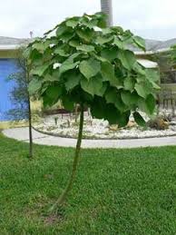 Image result for Hildegardia