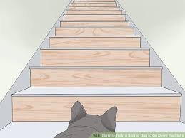 Fat kid scared by tiny puppy is just hilarious! How To Train A Scared Dog To Go Down The Stairs Puppyaa