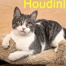 If you are looking to rehome your feline companion, please read our article avoiding surrending your cat. Nashville Cat Rescue Youtube