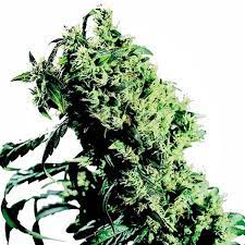 Northern Lights 5 X Haze Sensi Seeds Feminized Zamnesia