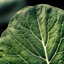 Garden Leaf Texture Leaf Texture Leaf Photography Garden Help